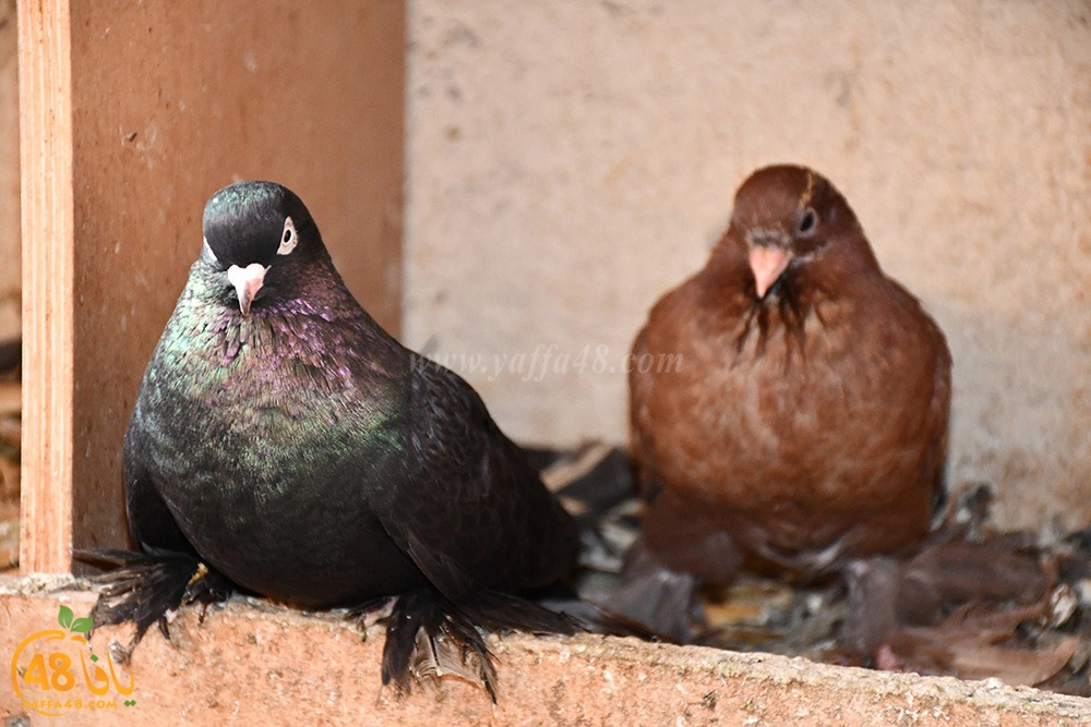 zohdi 3ashoor (29).jpeg